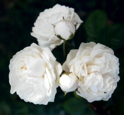 Rosa_Long_John_Silver.jpg