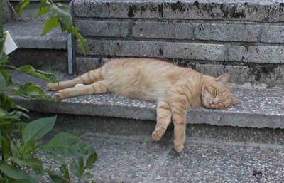 Tomatenwachkatze.psd.jpg