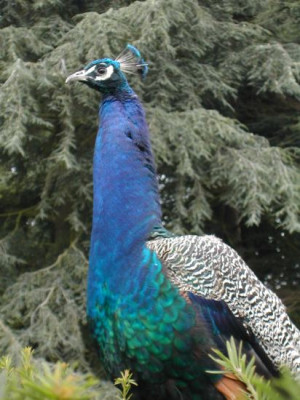 e_howard_peacock.jpg