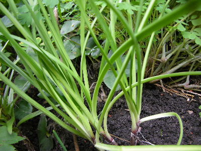 Allium_unbekannt_-_Blaetter.JPG