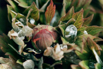 Paeonia_officinalis_ssp_microcarpa.jpg