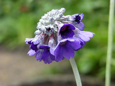 Primula_capi.JPG