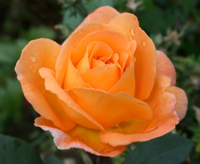Rose_Turkei_7001_94.jpg