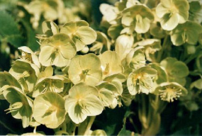 Helleborus_argutifolius_Abendlicht.jpg