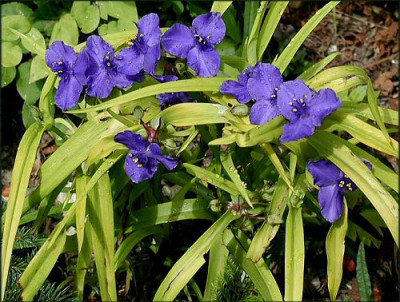 Tradescantia_Purple_and_Gold_.jpg