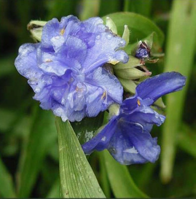 Tradescantia_virginiana_Coreluea_Plena.jpg