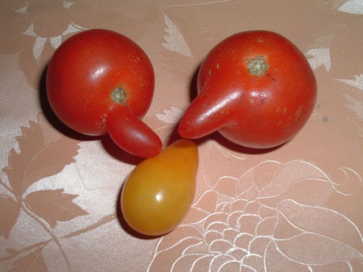 Tomaten.jpg