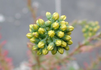 sedum_forsterianum.jpg