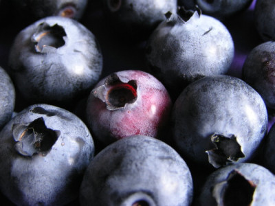 Vaccinium-Aug-1.jpg
