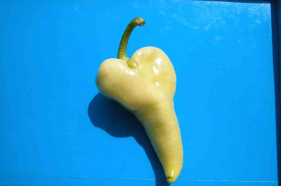 Herzpaprika1.jpg