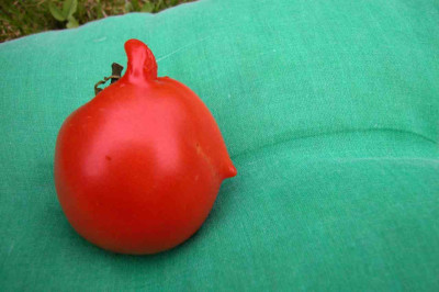 Tintin-Tomate.jpg