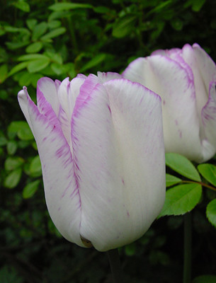 tulpe_shirley.jpg