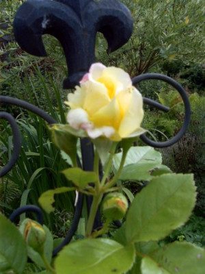 Zitronenrose.jpg