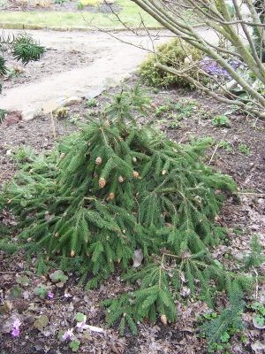 welche_Konifere_Garten_Foldesi.jpg