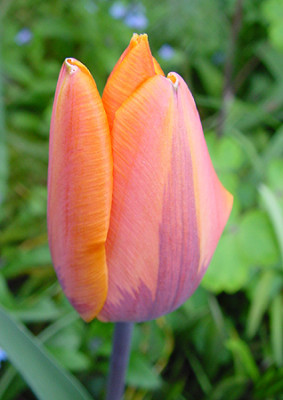 tulpe_prinses_Irene.jpg