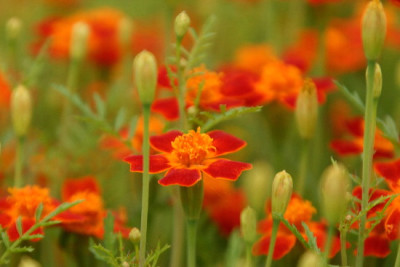 Tagetes-Aug-2.jpg