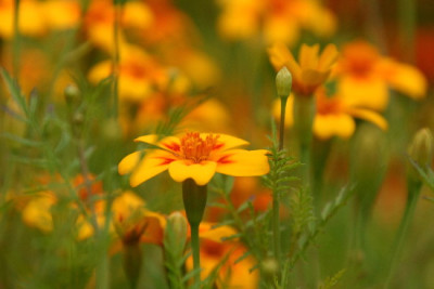Tagetes-Aug-3.jpg