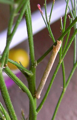 Raupeamlimonium.jpg