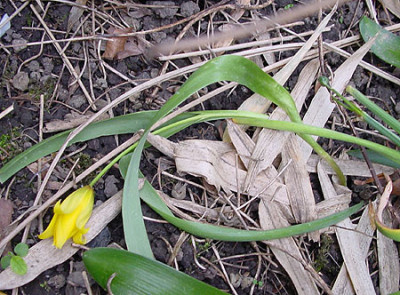 Weinbergtulpe.jpg