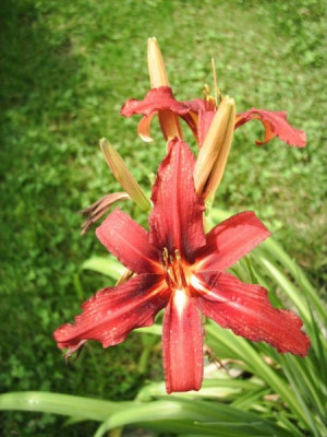 Taglilie_Hybrid_rot_2.jpg