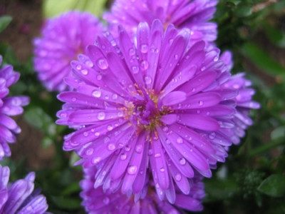 Aster.JPG