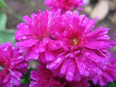 Aster_1.JPG