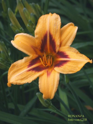 Bonanza_0011.jpg