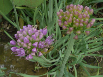Allium_senescens_ssp._montanum.jpg