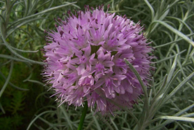 Allium_thunbergii.jpg