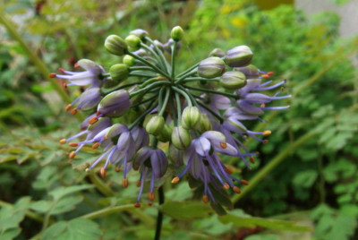 Allium_sikkimense.jpg
