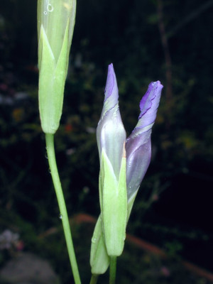 Gentiana_paludosa_Blute.jpg