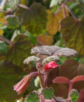 Salvia_roemeriana.jpg