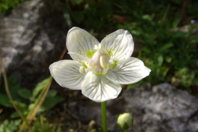 Parnassia_palustris.jpg
