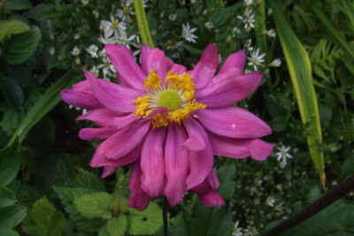 Anemone_hupehensis_var._japonica_Bressingham_Glow.jpg