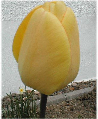 Gelbe-Tulpe_Kopie.jpg