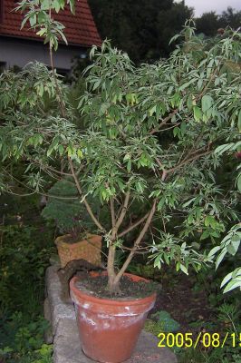 Vitex_in_Abenddammerung.jpg