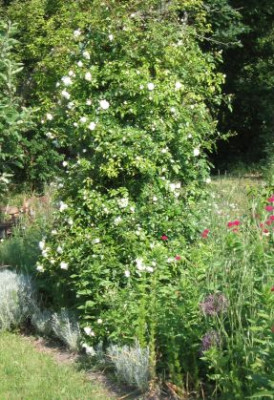 Rosa_Alberic_Barbier.jpg