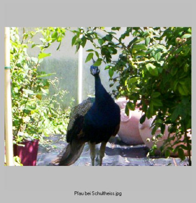 Pfau_bei.jpg