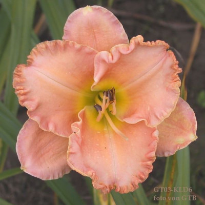 GT03-KLD6_0011.jpg