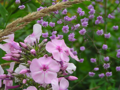 kombi_phlox_gras.jpg
