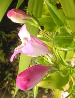 Penstemon_Hybride.jpg