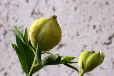 Romneya_coulteri_var_trichocalyx.jpg