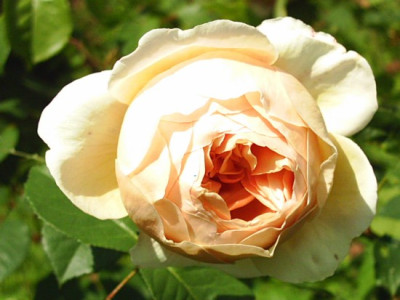 Rosa_Jude_The_Obscure_2005.jpg