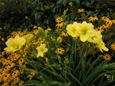 Hemerocallis.Flomboyant.Show.jpg