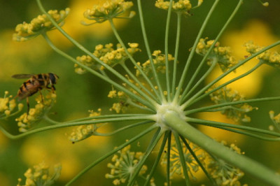 Foeniculum-Aug-1.jpg