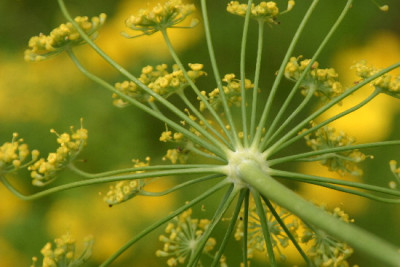 Foeniculum-Aug-2.jpg