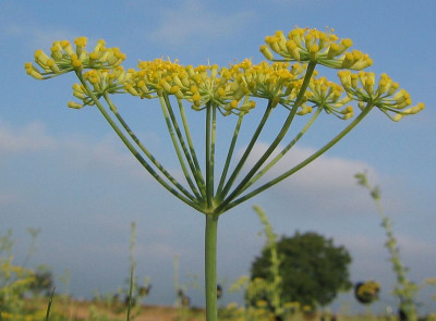 Foeniculum_vulgare_20050816_02.jpg