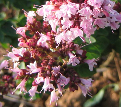 Origanum_vulgare.jpg