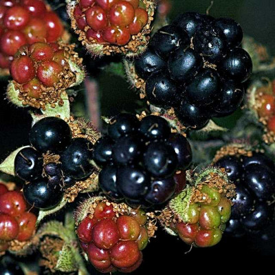 Brombeeren_Wild_03-08-05.jpg