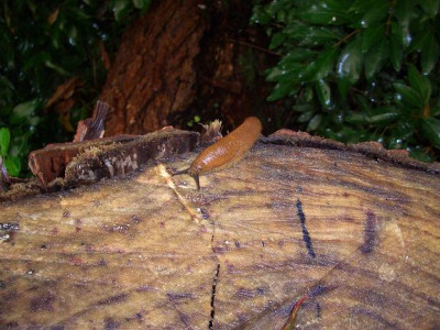 Schnecke_Holzstock.JPG